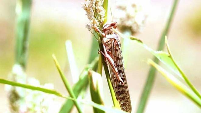 Safe locust pesticide