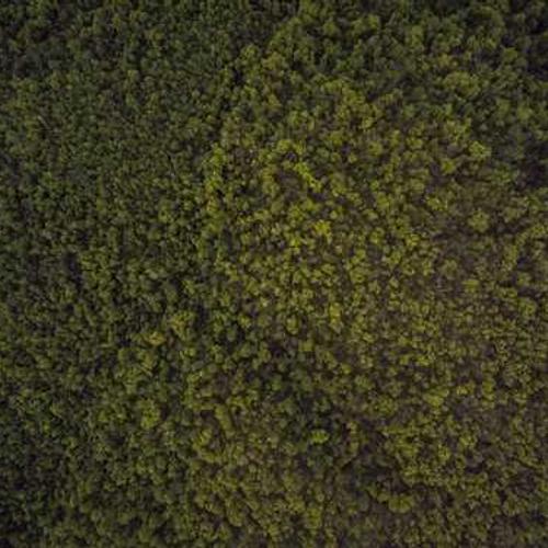 Garden Pruning Shears