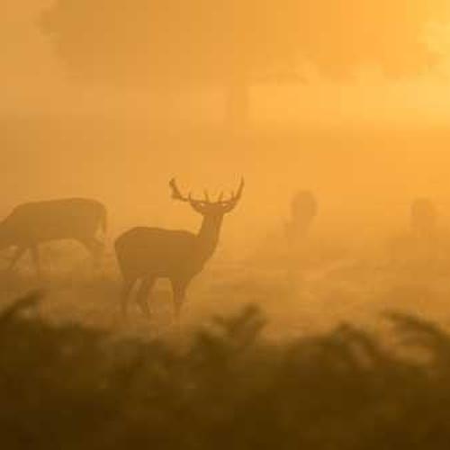 Organic Fertilizer 5kg