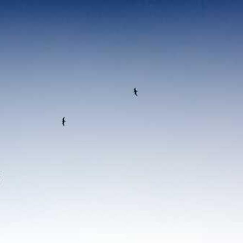 Premium Quality Seeds Pack