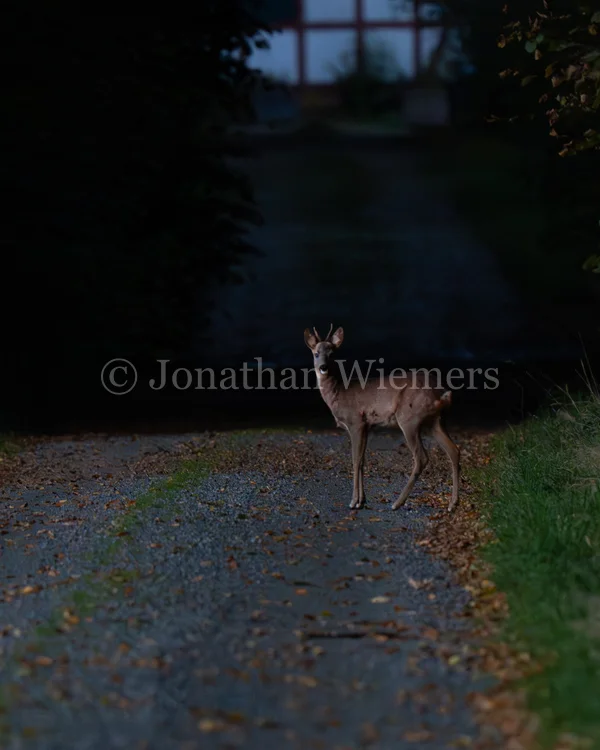 Deer at Dusk