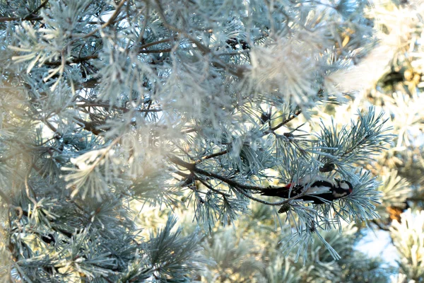Frost and Pine