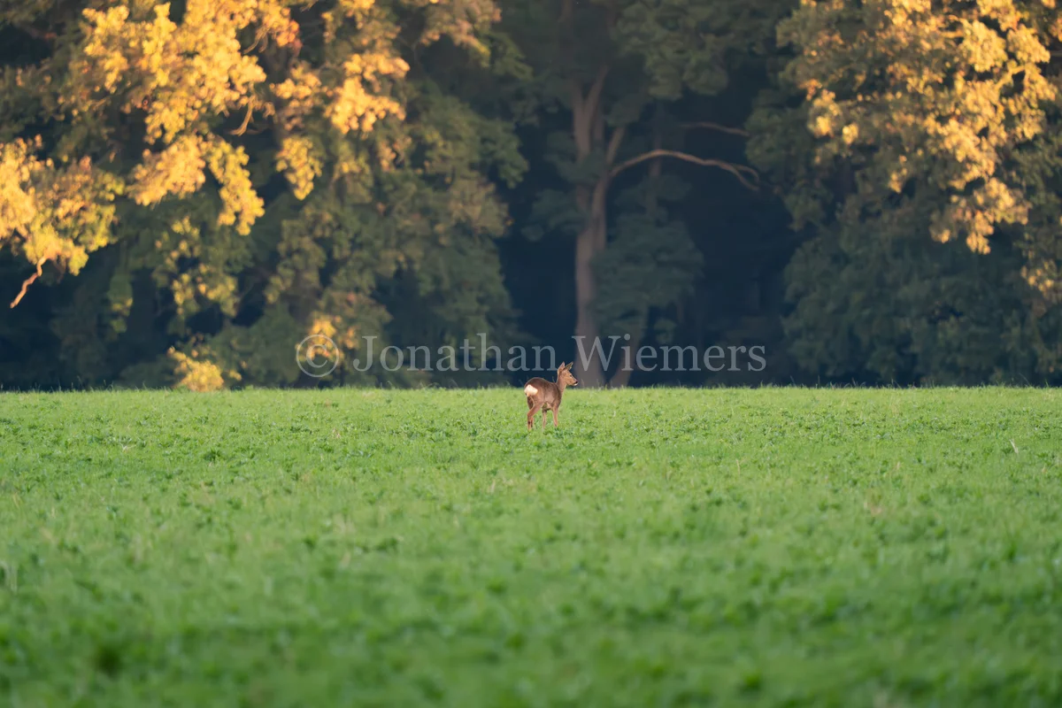 Golden Hour Deer