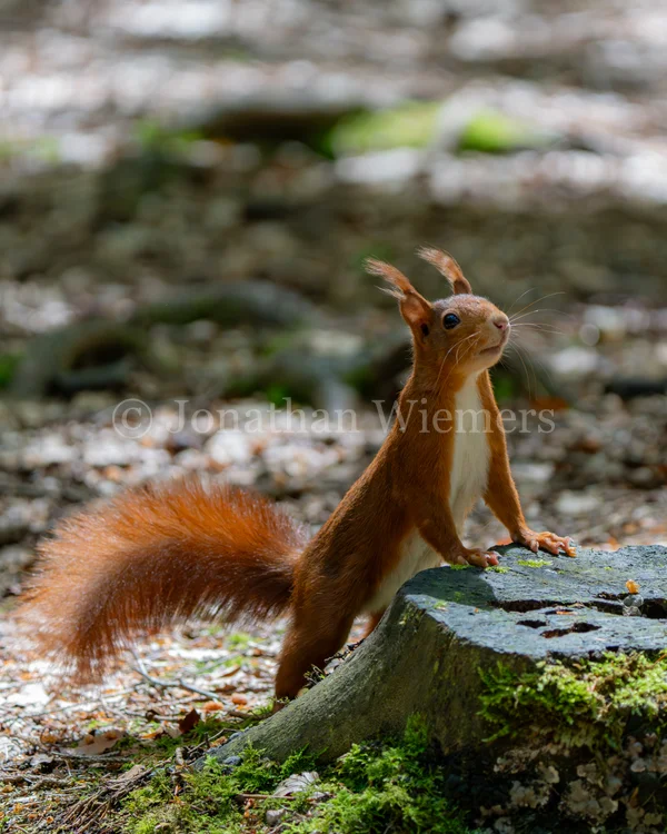 Red Squirrel