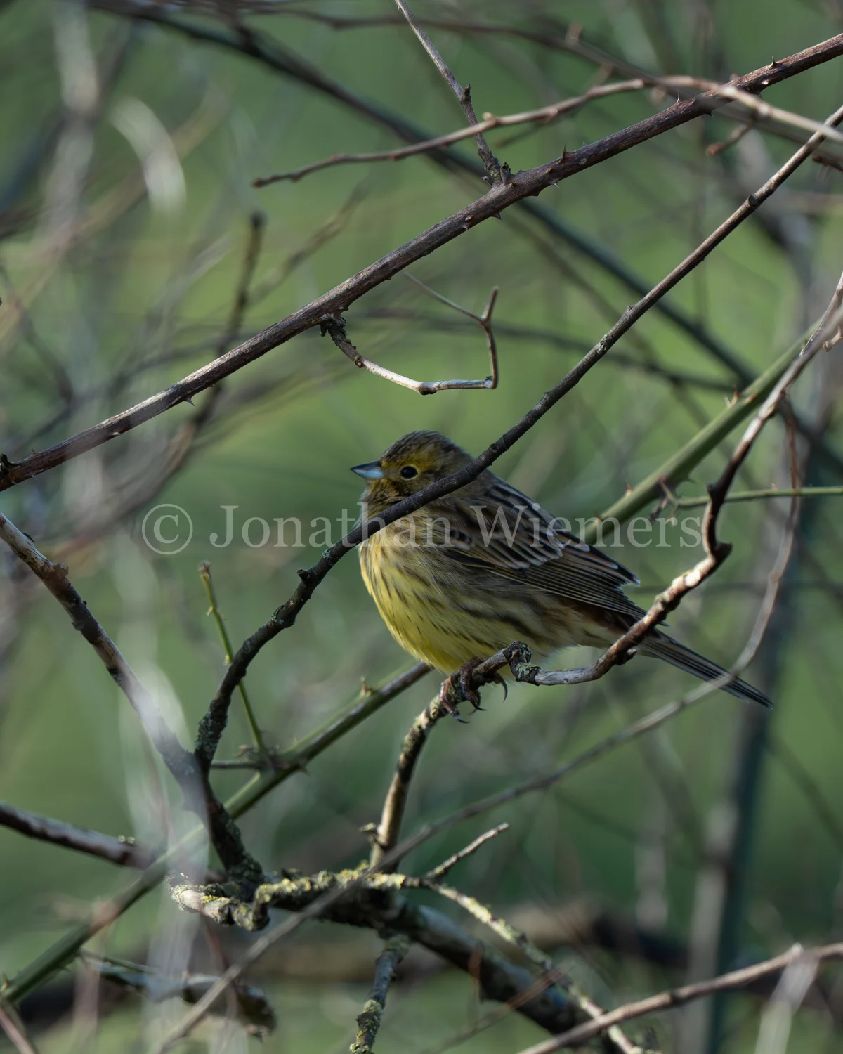 Yellowhammer