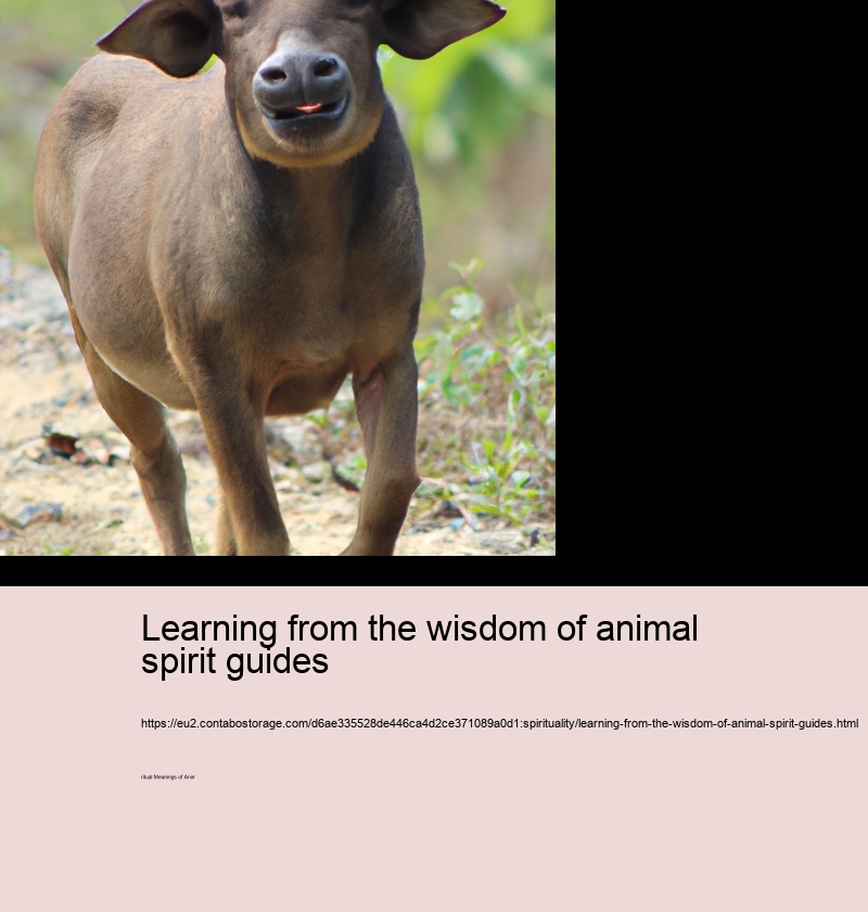 Learning from the wisdom of animal spirit guides