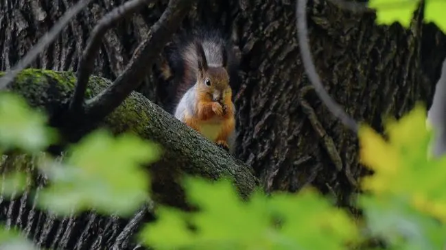 Москвичам рассказали, что делать при обнаружении животного в спячке