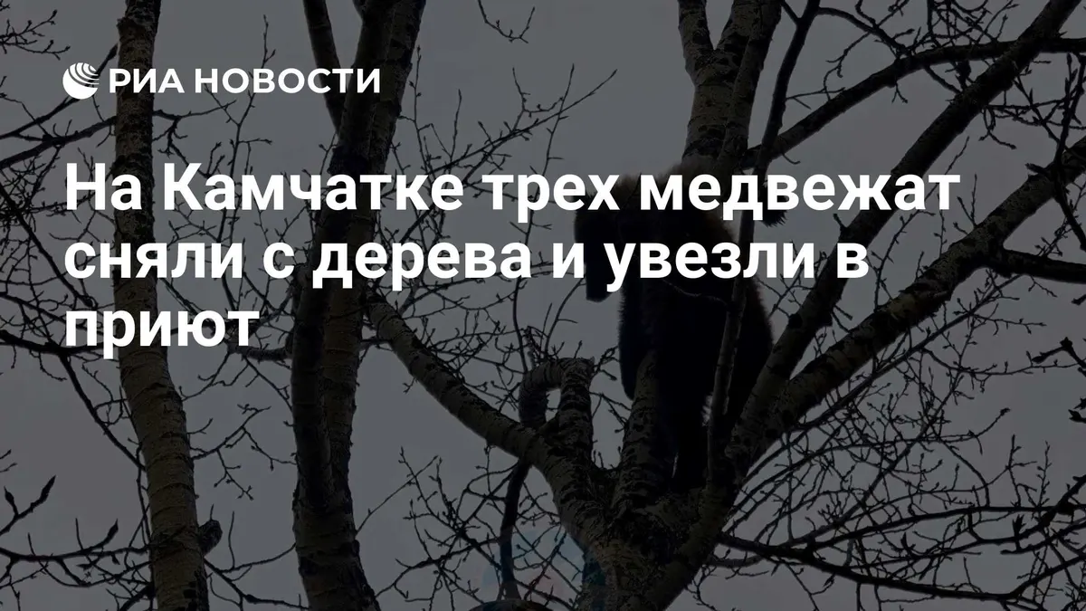 На Камчатке трех медвежат сняли с дерева и увезли в приют