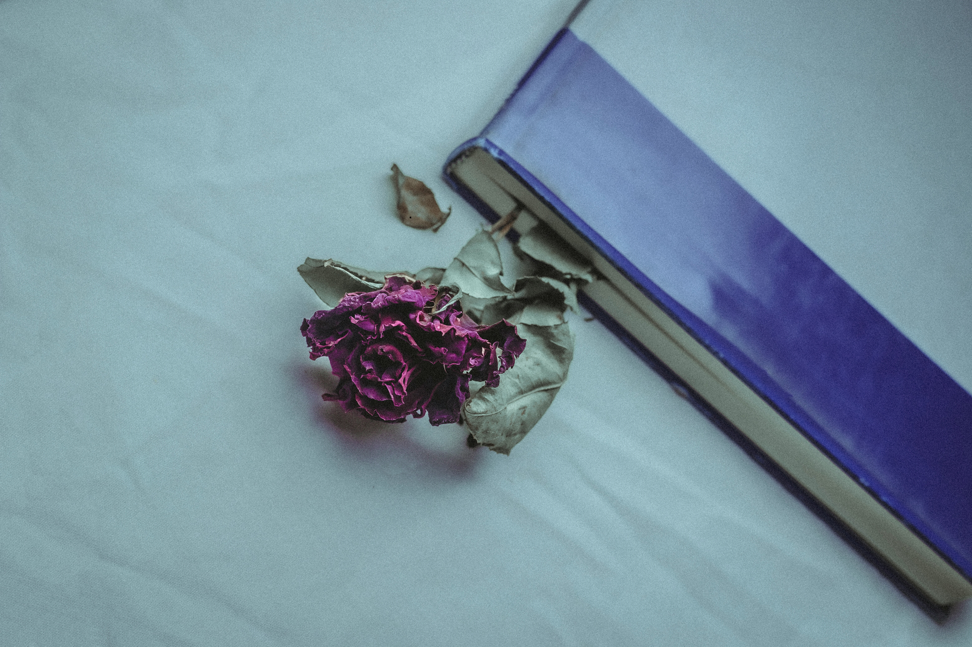 Mediakuva: Saint George's Day: 14 recommended books within the framework of the European Capital of Democracy