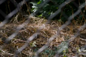 Зрада у стосунках: походження бажання зрадити та шлях відновлення довіри через парну та індивідуальну психотерапію