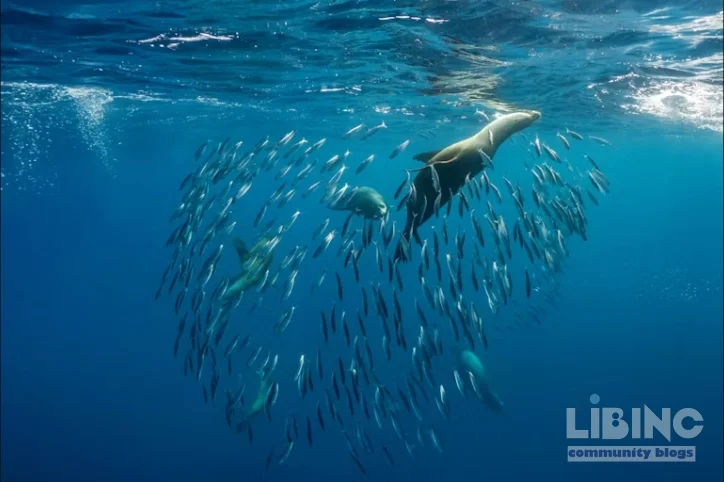 Super El Niño: An Analytical Exploration of Emergence, Impacts, and Global Marine-Fisheries Risk