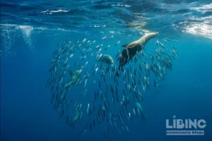 Super El Niño: An Analytical Exploration of Emergence, Impacts, and Global Marine-Fisheries Risk