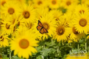 Climate Solutions in Action: Insights from The Conversation's Environment Editors