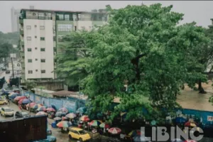 Kinshasa's Last Baobab: An Analytical Look at Urban Growth, Culture, and the Fight to Protect a Symbol