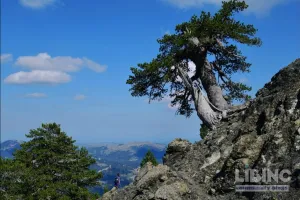 Dendrochronology as a Time Machine: Reading Climate and History from the Mount Smolikas Bosnian Pines
