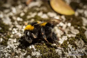 Bumblebees under pressure: heat, pesticides, and habitat loss