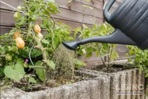 The Best Time to Water Tomato Plants: An Analytical Guide to Morning Watering