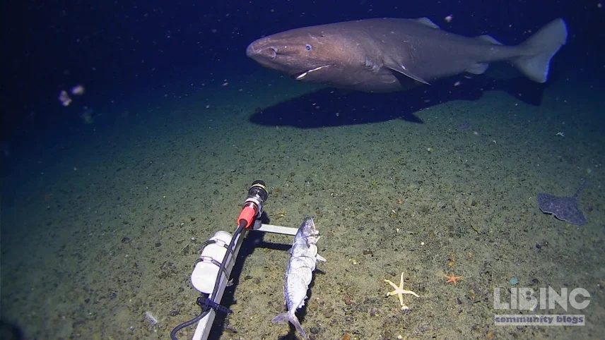 Antarctic Sleeper Sharks: Cold-Water Survival and New Reach