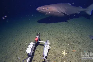 Antarctic Sleeper Sharks: Cold-Water Survival and New Reach