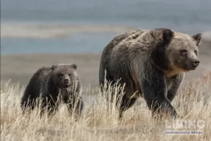 Wildlife safety in national parks: a data-driven guide to reducing encounters and injuries