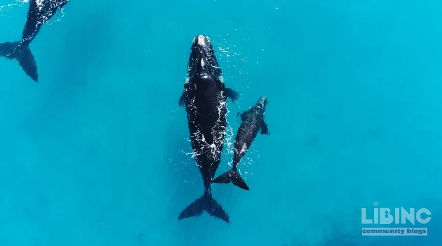 Upside-Down Resting Behavior of Southern Right Whales: An Analytical Exploration of Calving, Energy, and Conservation