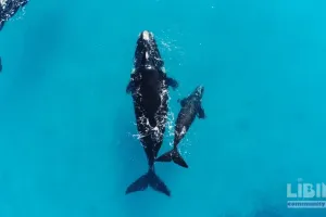 Upside-Down Resting Behavior of Southern Right Whales: An Analytical Exploration of Calving, Energy, and Conservation