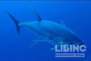 Tuna Endothermy Reconsidered: Independent Origins, Protracted Diversification, and the Limits of Asteroid-Centric Narratives in Scombridae