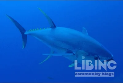 Tuna Endothermy Reconsidered: Independent Origins, Protracted Diversification, and the Limits of Asteroid-Centric Narratives in Scombridae