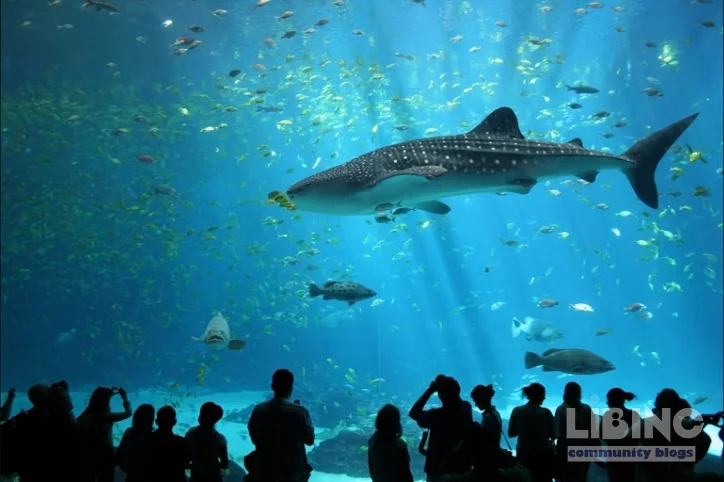 Sharks and Rays Conservation in the Age of Global Trade Regulations