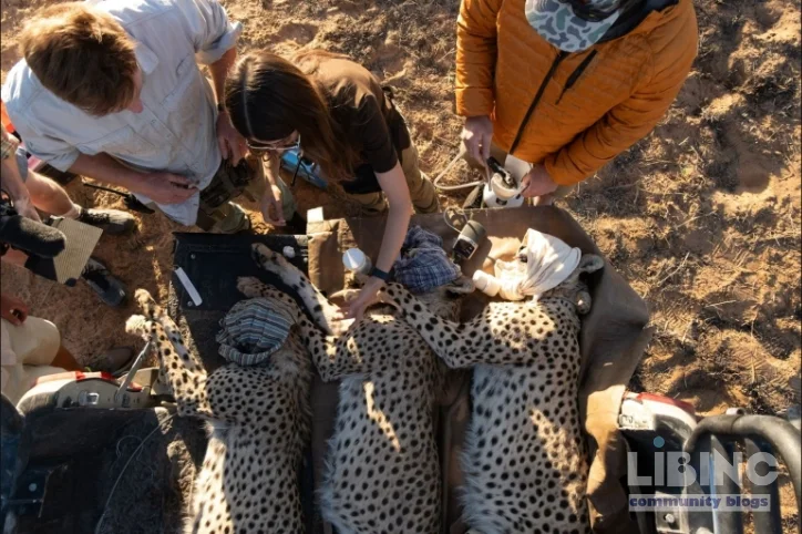 Cheetah Translocation Under Fire: An Analytic Reconstruction of the 53-Hour Mozambican Voyage
