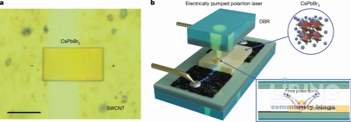 Electrically pumped perovskite polariton laser diode: architecture, mechanism, and prospects