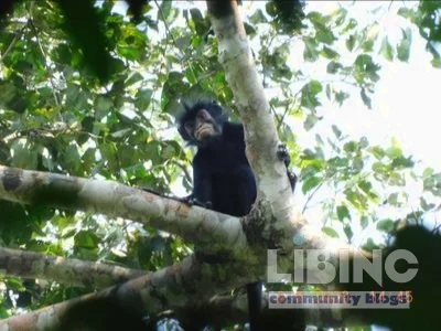 Colobus congoensis and the Preservation Frontier: An Analytical Look at a New Congo Basin Primate