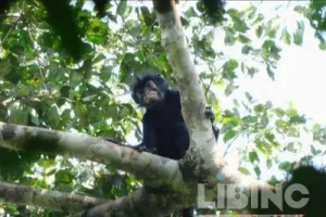 Colobus congoensis and the Preservation Frontier: An Analytical Look at a New Congo Basin Primate