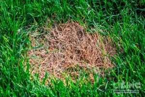 Diagnosing Brown Patch and Other Lawn Patches: An Analytical, Evidence‑Based Turf Health Guide