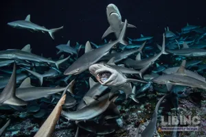 Sharks as Keystone Species: Predator Regulation and Ecosystem Resilience