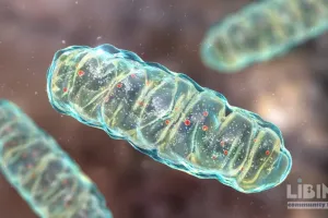 Mitochondrial Health as the Central Driver of Energy, Aging, and Longevity: An Analytical Perspective