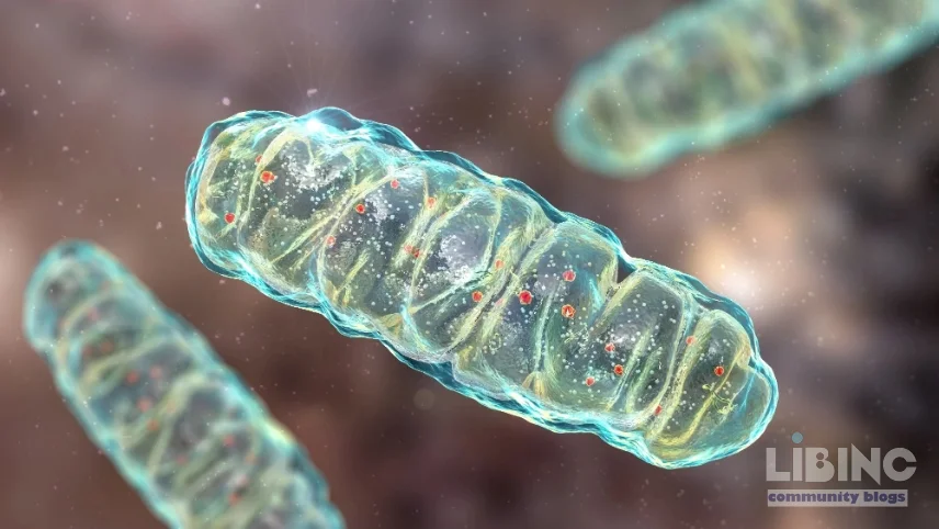 Mitochondrial Health as the Central Driver of Energy, Aging, and Longevity: An Analytical Perspective
