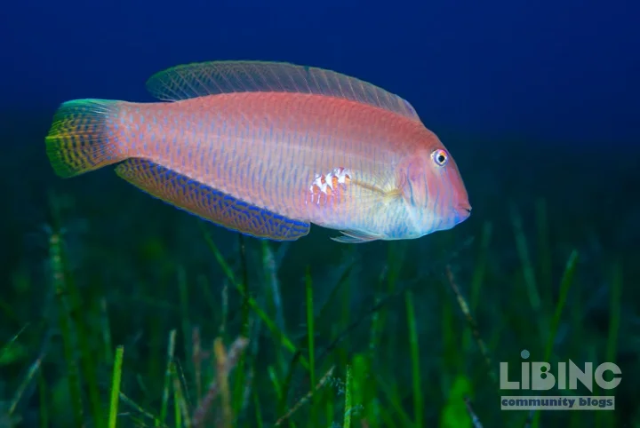 Analytical examination of the pearly razorfish: sex-change dynamics, fishing pressure, and genetic reservoirs in the Balearic Sea
