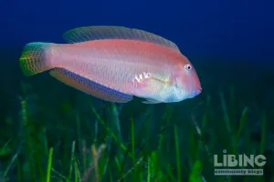 Analytical examination of the pearly razorfish: sex-change dynamics, fishing pressure, and genetic reservoirs in the Balearic Sea
