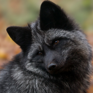 Fox Black🦊