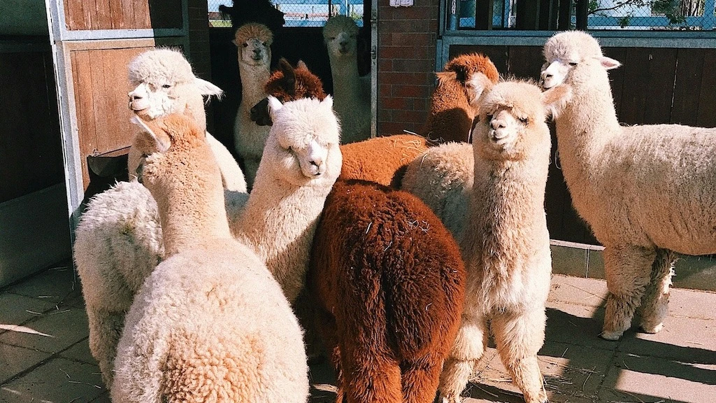 Llama gpt. Альпака. Челябинский зоопарк альпака. Лама vs альпака. Альпака в зоопарке СПБ.