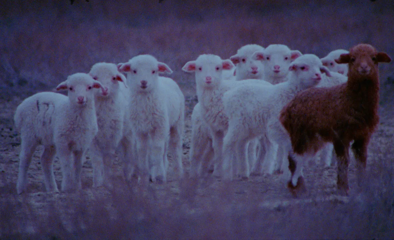 Vjetar puše gdje hoće